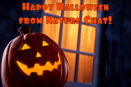 Southwest Florida Eagle Cam – Nature Chat