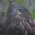 Profile picture of Valkyria ( すなこSunako)